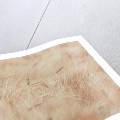 Wheat field by Assaf Frank